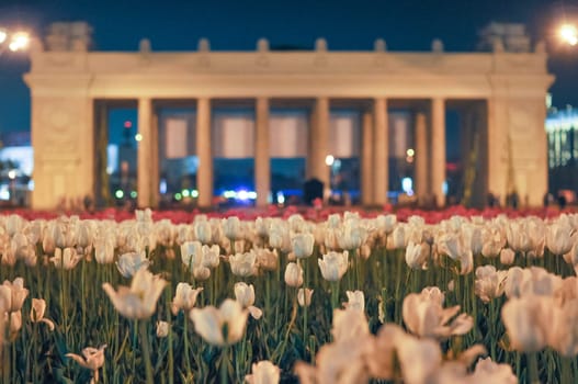 white tulips on a warm summer evening