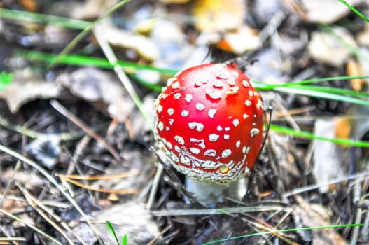 the little  amanita mushroom in natural habitat