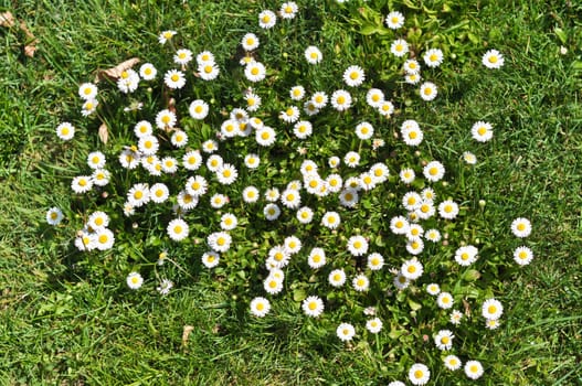 bush daisies in green grass