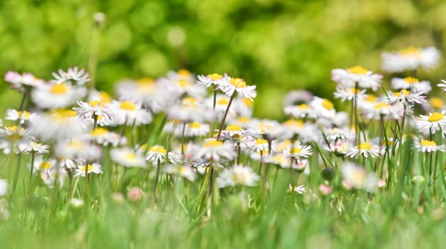 bush daisies in green grass