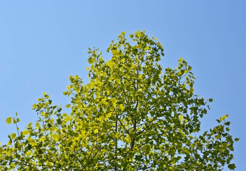 crown young spring tree against the blue sky