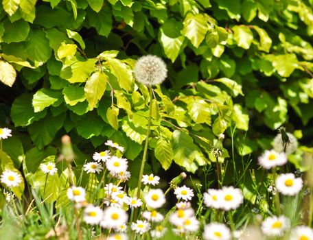 dandelions and daisies on a background of green shrubs