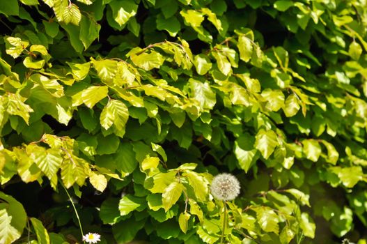 dandelions and daisies on a background of green shrubs