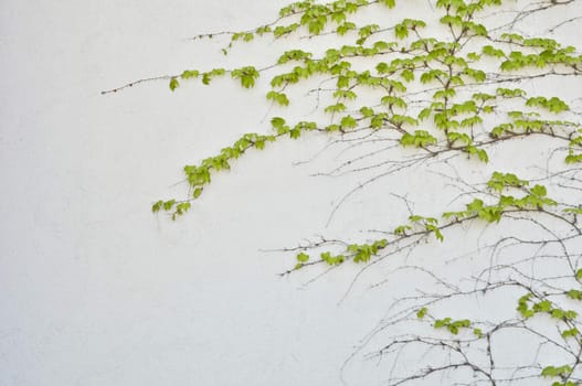 green loach grows on the gray concrete wall