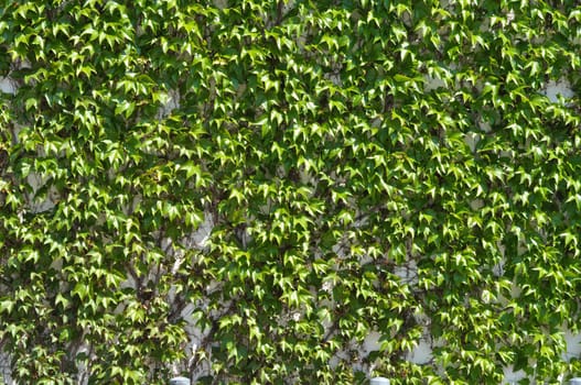 green loach grows on the gray concrete wall