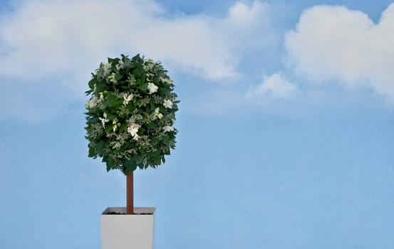 plant with white flowers in a pot on background of  the blue sky