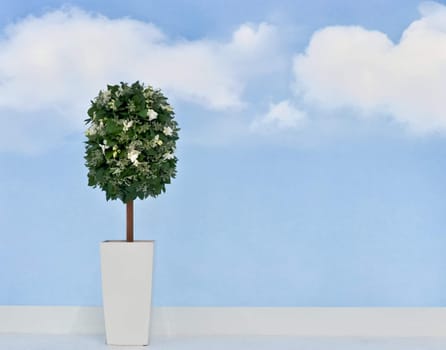 plant with white flowers in a pot on background of  the blue sky.JPG