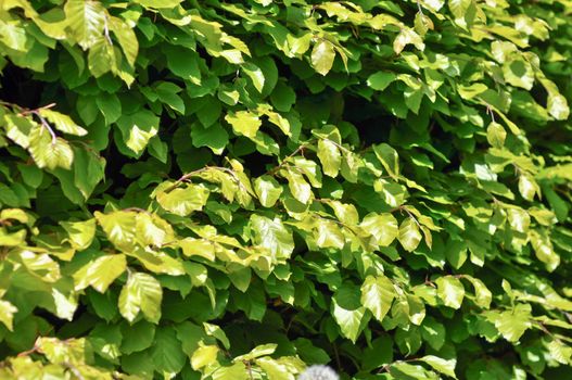 Thickets of bright green shrubby foliage