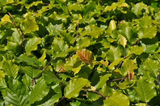 Thickets of bright green shrubby foliage