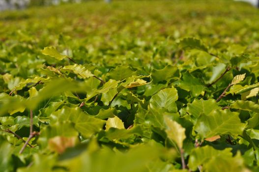 Thickets of bright green shrubby foliage