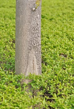 trunk of a tree against a background of green foliage