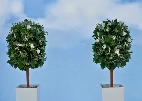 two plants with white flowers in a pot on background of  the blue sky