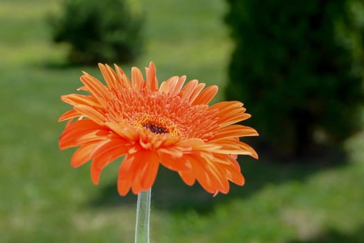 orange gerbera flower on a green background