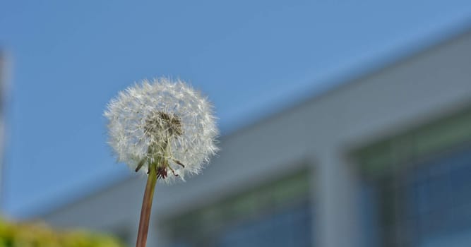 white dandelion on a background of  blue sky on a sunny day