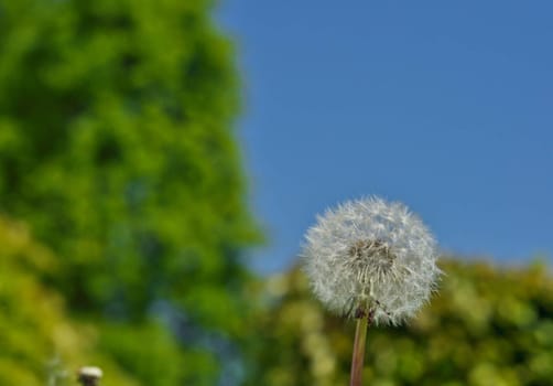 white dandelion on a background of  blue sky on a sunny day