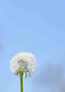 white dandelion on a background of  blue sky on a sunny day