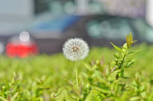 white dandelion on a background of green grass and blur car on a sunny day
