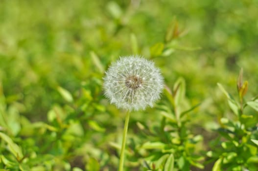 white dandelion on a background of green grass on a sunny day