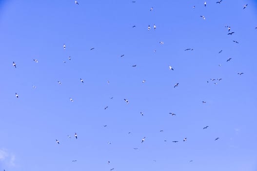 large flock of birds in the blue sky