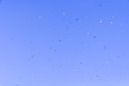 large flock of birds in the blue sky