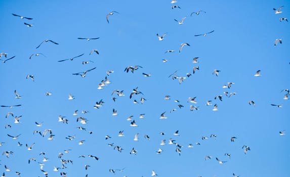 large flock of birds in the blue sky