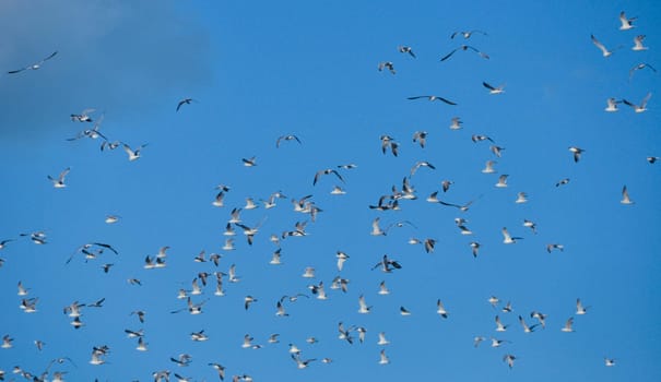 large flock of birds in the blue sky