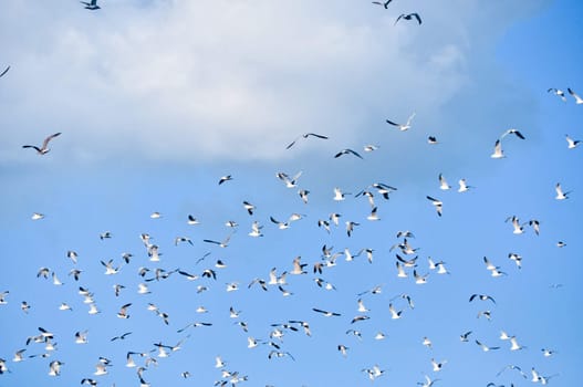 large flock of birds in the blue sky