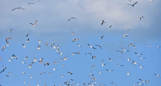 large flock of birds in the blue sky