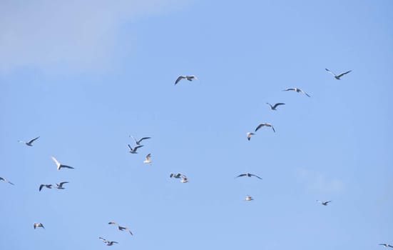 large flock of birds in the blue sky