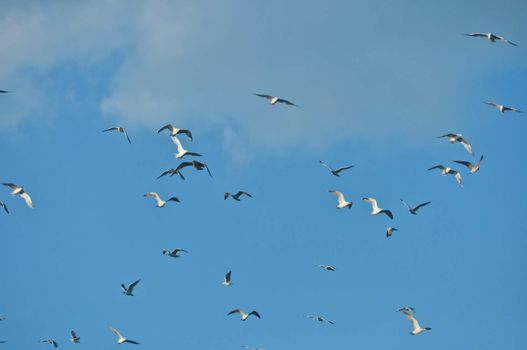 large flock of birds in the blue sky