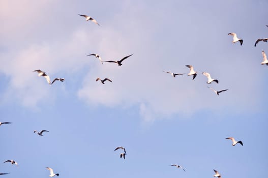 large flock of birds in the blue sky