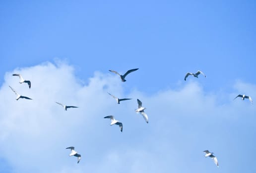 large flock of birds in the blue sky