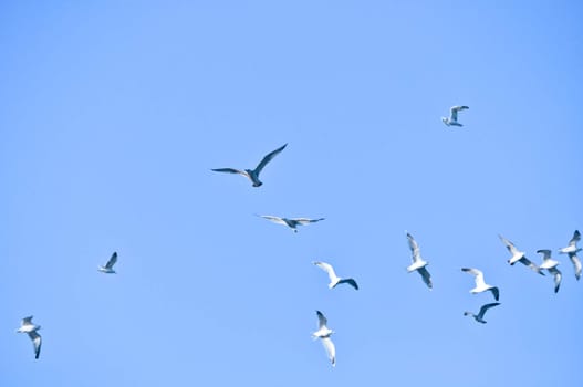 large flock of birds in the blue sky