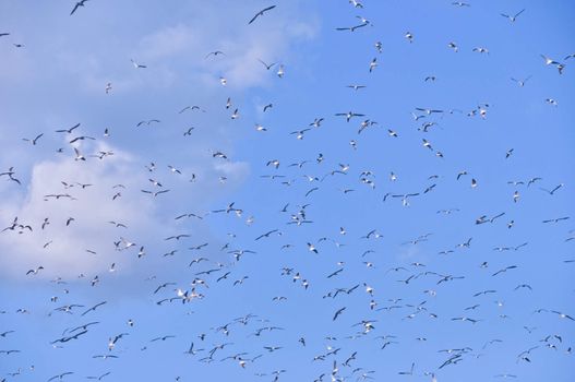 large flock of birds in the blue sky