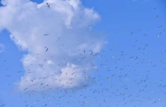 large flock of birds in the blue sky