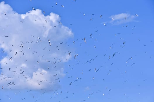 large flock of birds in the blue sky