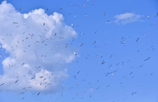 large flock of birds in the blue sky