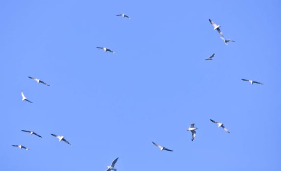 large flock of birds in the blue sky