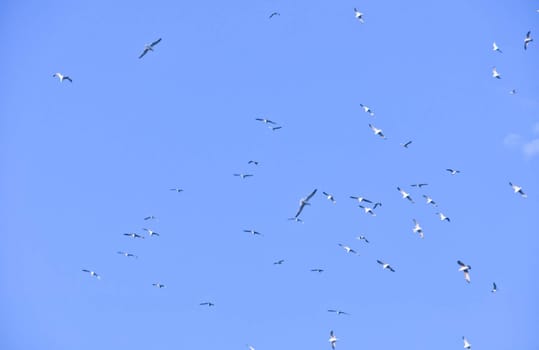 large flock of birds in the blue sky