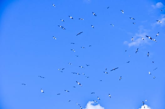 large flock of birds in the blue sky