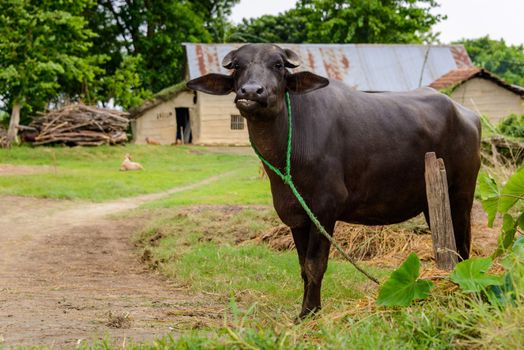 Buffalo in a farm in Terai, Nepal