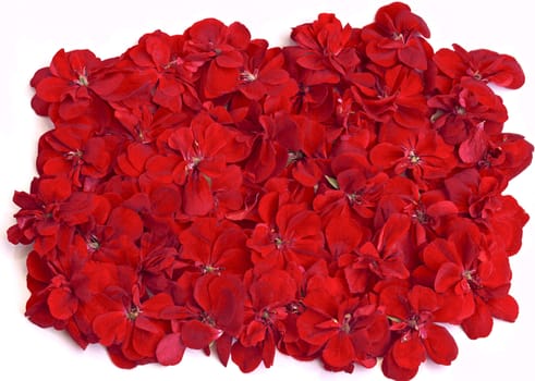 Bunch of beautiful red flowers on a white background