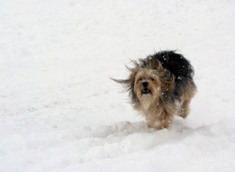 Dog runs in the snow