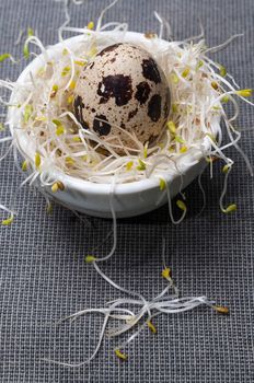 Nest of alfalfa sprouts with a quail egg