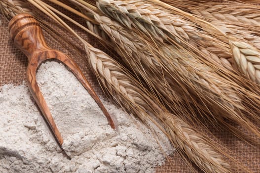 Flour in a spoon and a handful of wheat