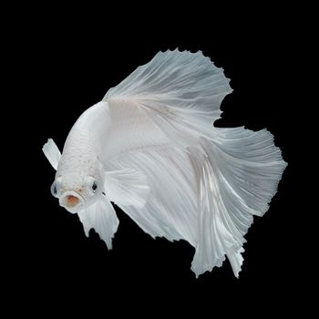 Betta fish, siamese fighting fish, betta splendens  isolated on black background