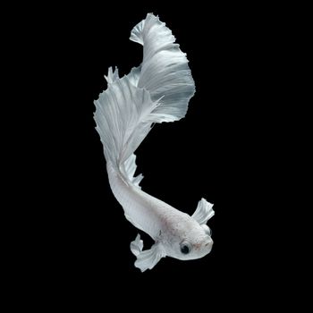 Betta fish, siamese fighting fish, betta splendens  isolated on black background