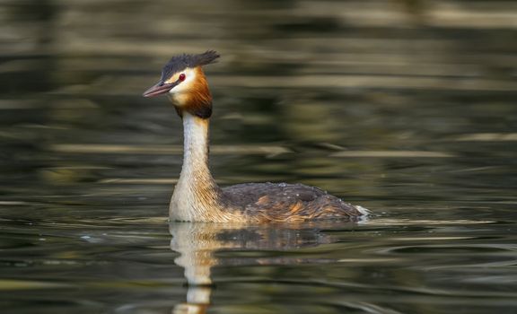 Crested grebe duck, podiceps cristatus, floating on water lake