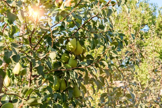 Ripe pear on a tree branch, bright rays of the sun