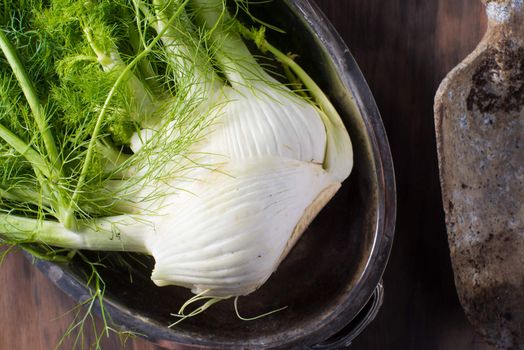 Fresh fennel root vegetable garden harvest healthy cooking